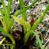 Stylochaeton natalense