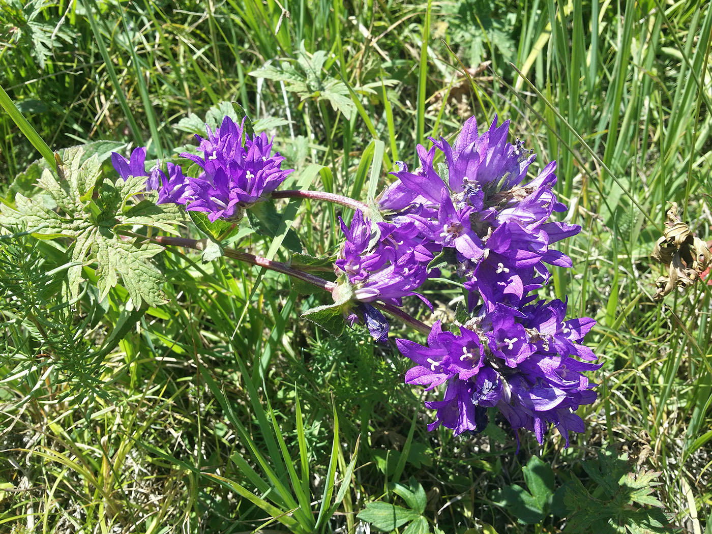 Image of Campanula glomerata specimen.