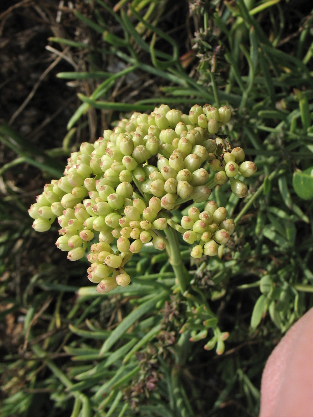 Изображение особи Crithmum maritimum.