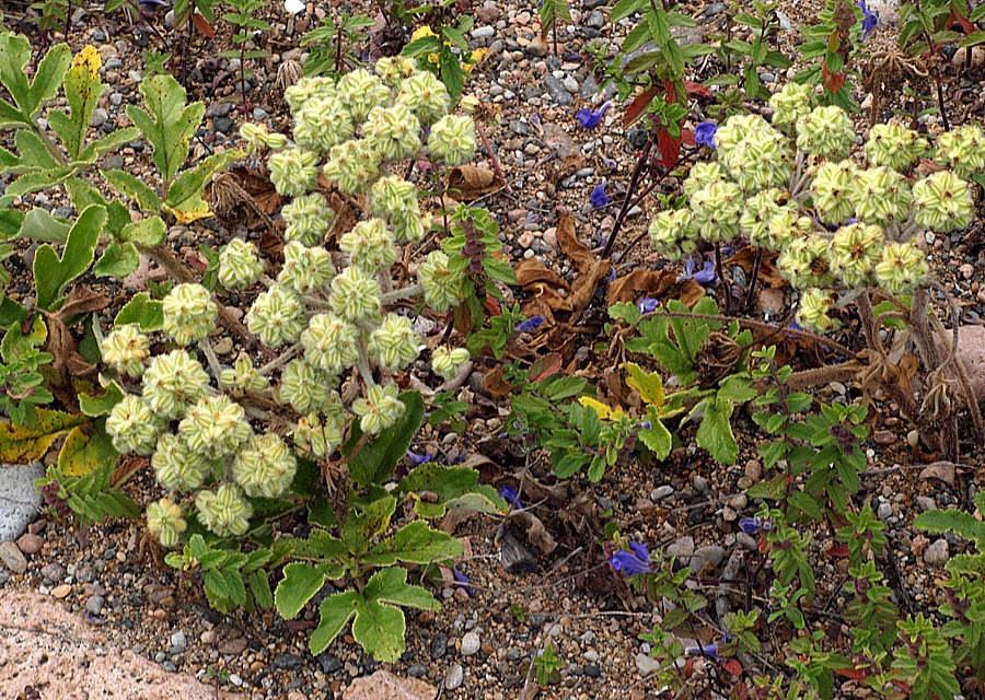 Image of Glehnia litoralis specimen.