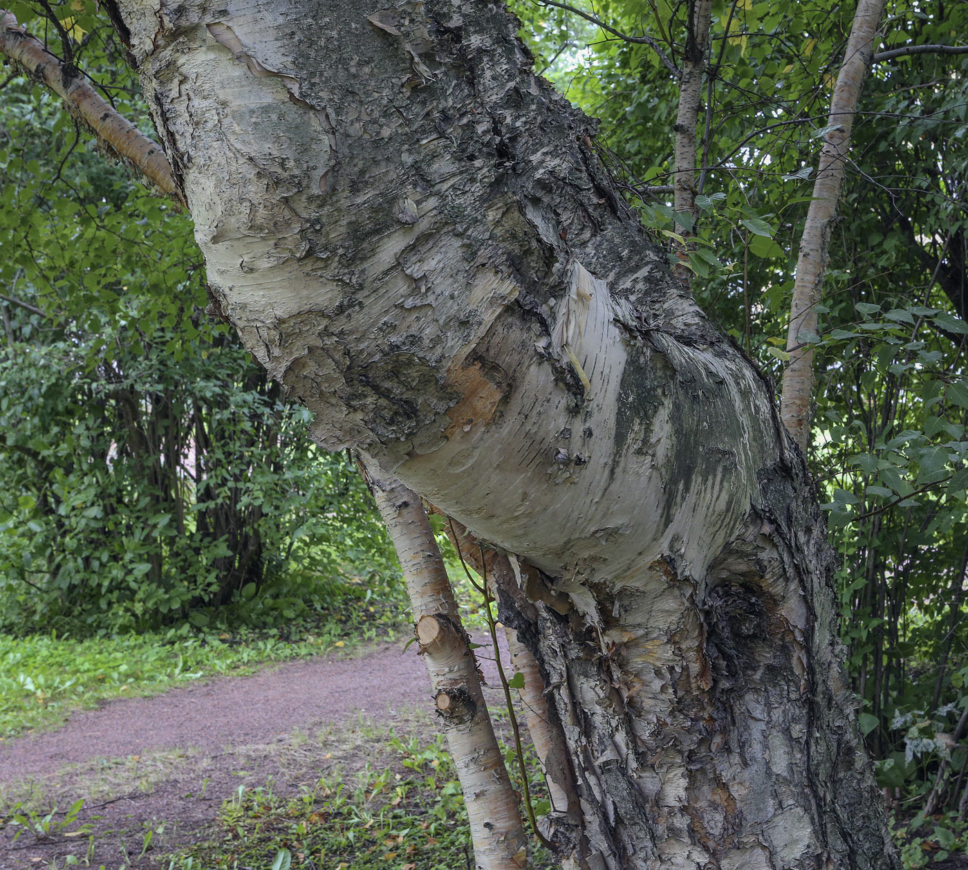 Изображение особи Betula ermanii.