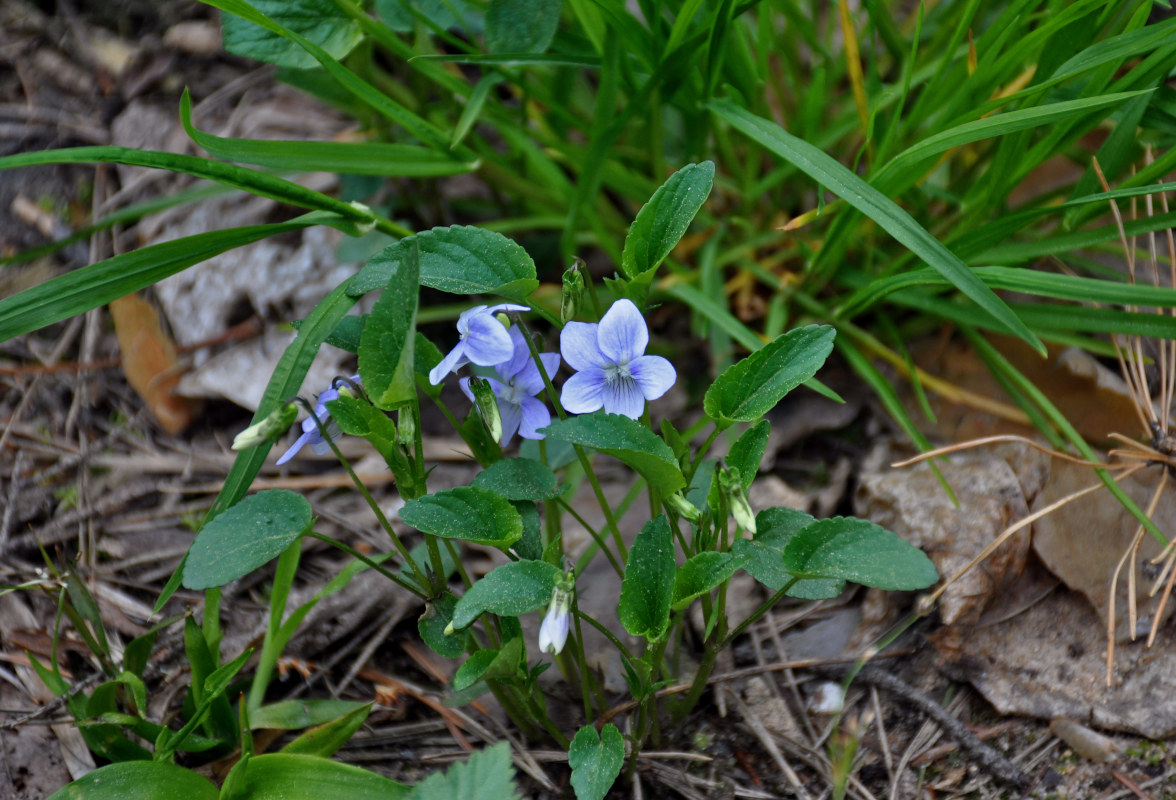 Image of Viola canina specimen.