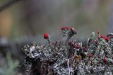 Cladonia macilenta