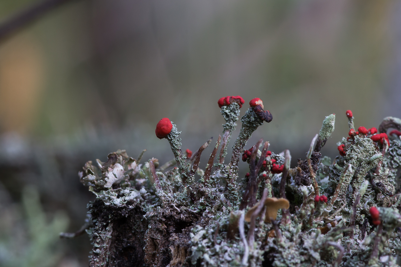 Image of Cladonia macilenta specimen.