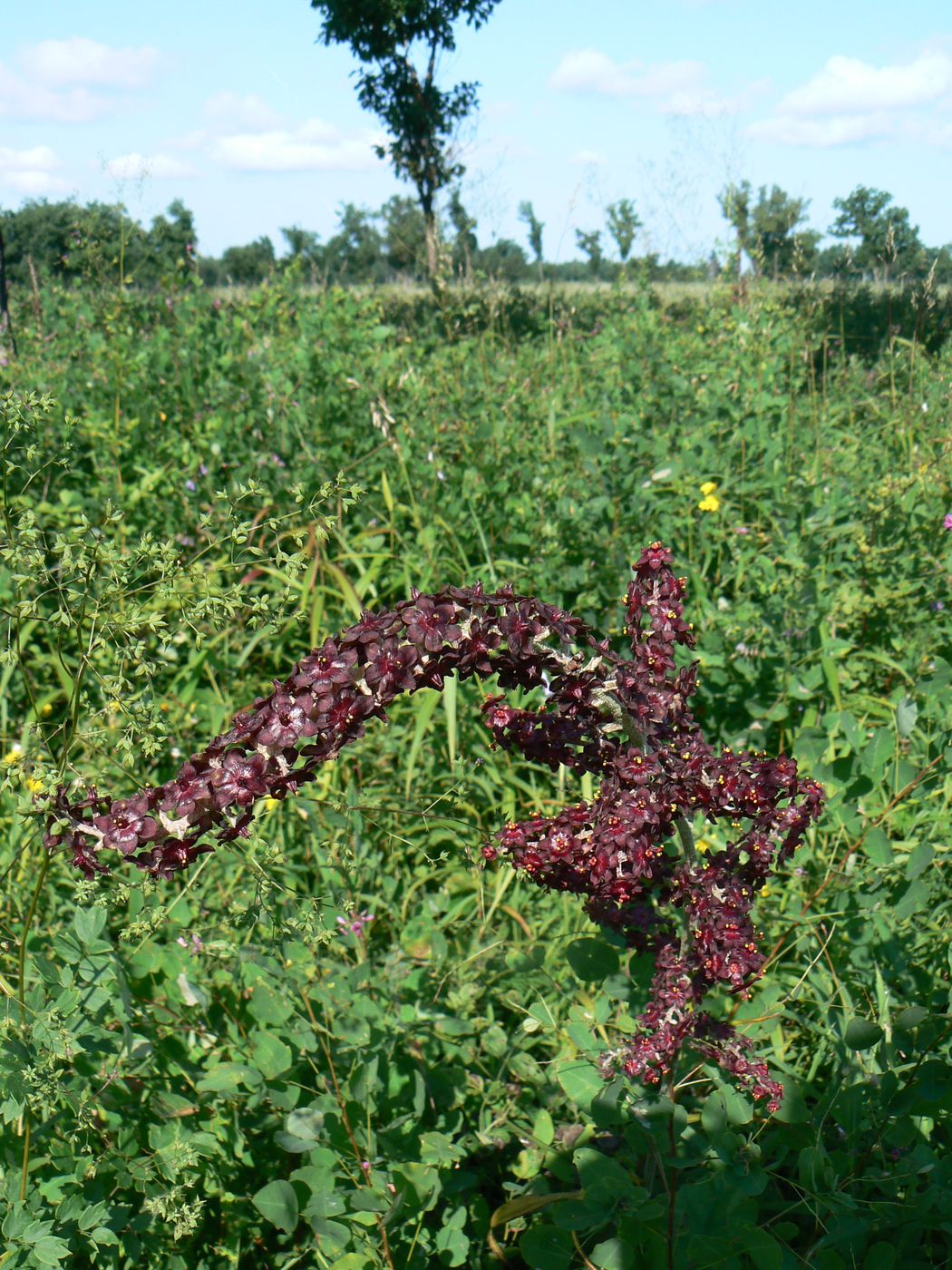 Image of Veratrum ussuriense specimen.