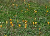 Crocus angustifolius. Цветущие растения. Крым, Севастополь, высоты Кая-Баш, разнотравный луг. 11.02.2021.