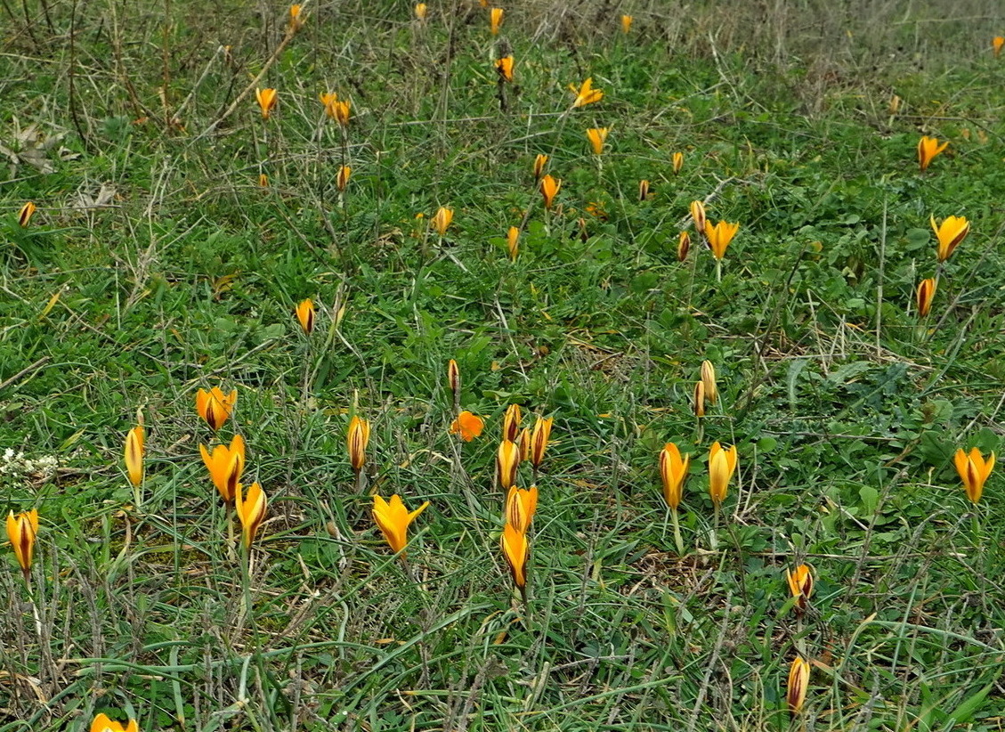 Image of Crocus angustifolius specimen.