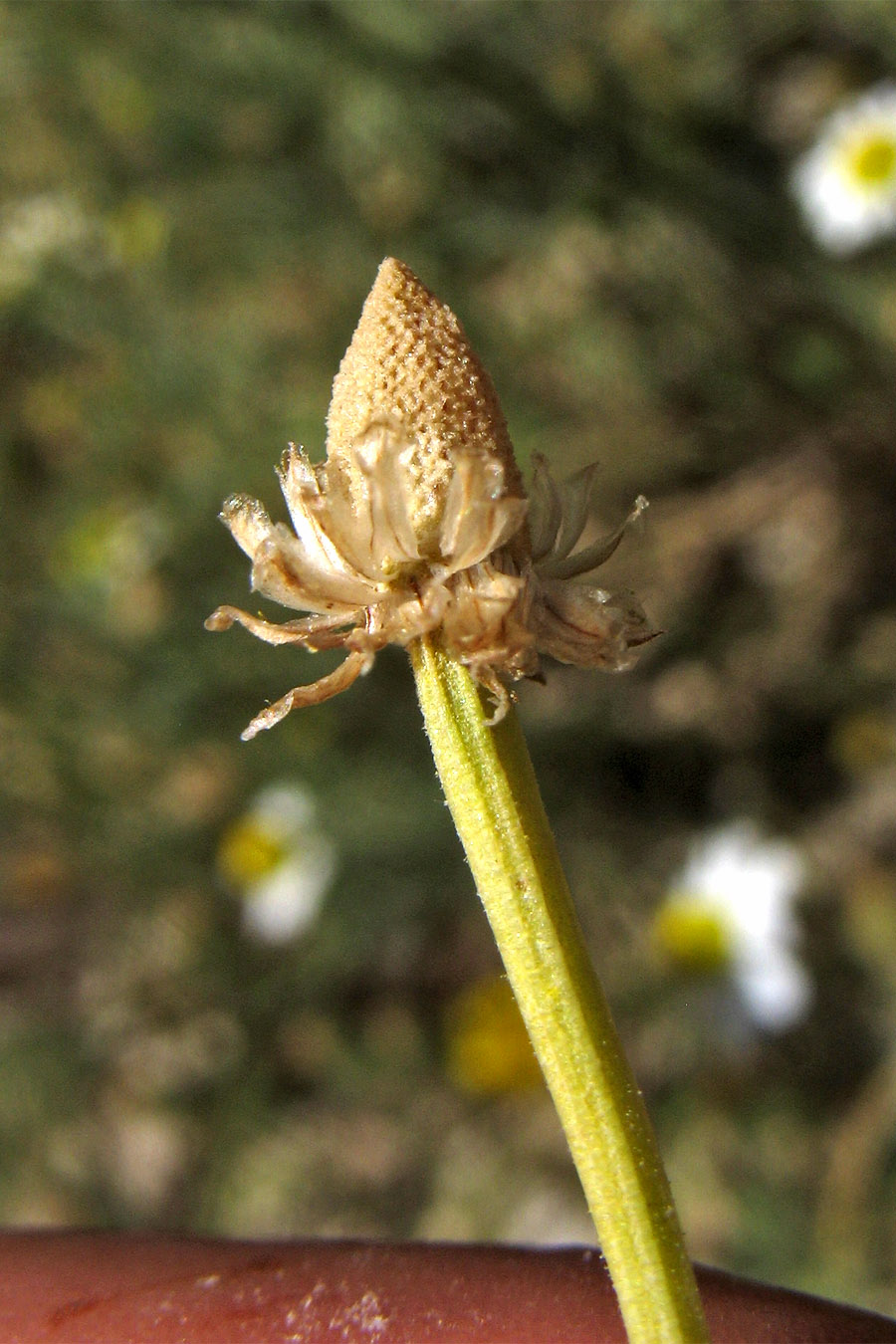 Image of Matricaria recutita specimen.