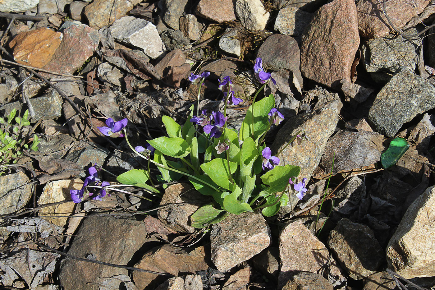 Image of Viola hirta specimen.