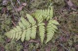 Dryopteris carthusiana. Вайя. Пермский край, Лысьвенский р-н, долина р. Чусовая, Камень Новиков, хвойный лес, крутой покрытый листостебельными мхами склон. 05.04.2021.