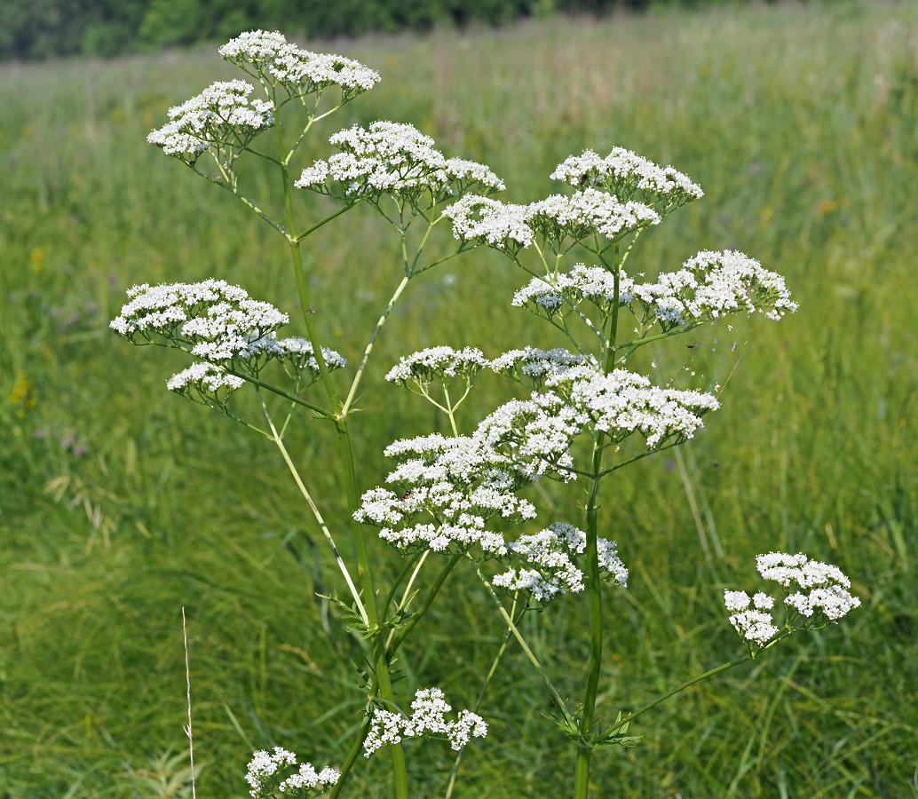 Изображение особи Valeriana officinalis.