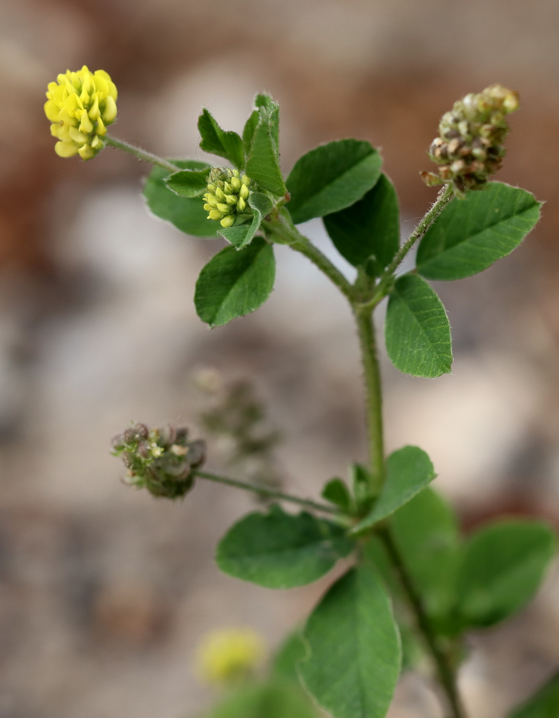 Image of Medicago lupulina specimen.