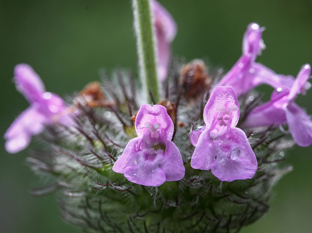 Image of Clinopodium caucasicum specimen.