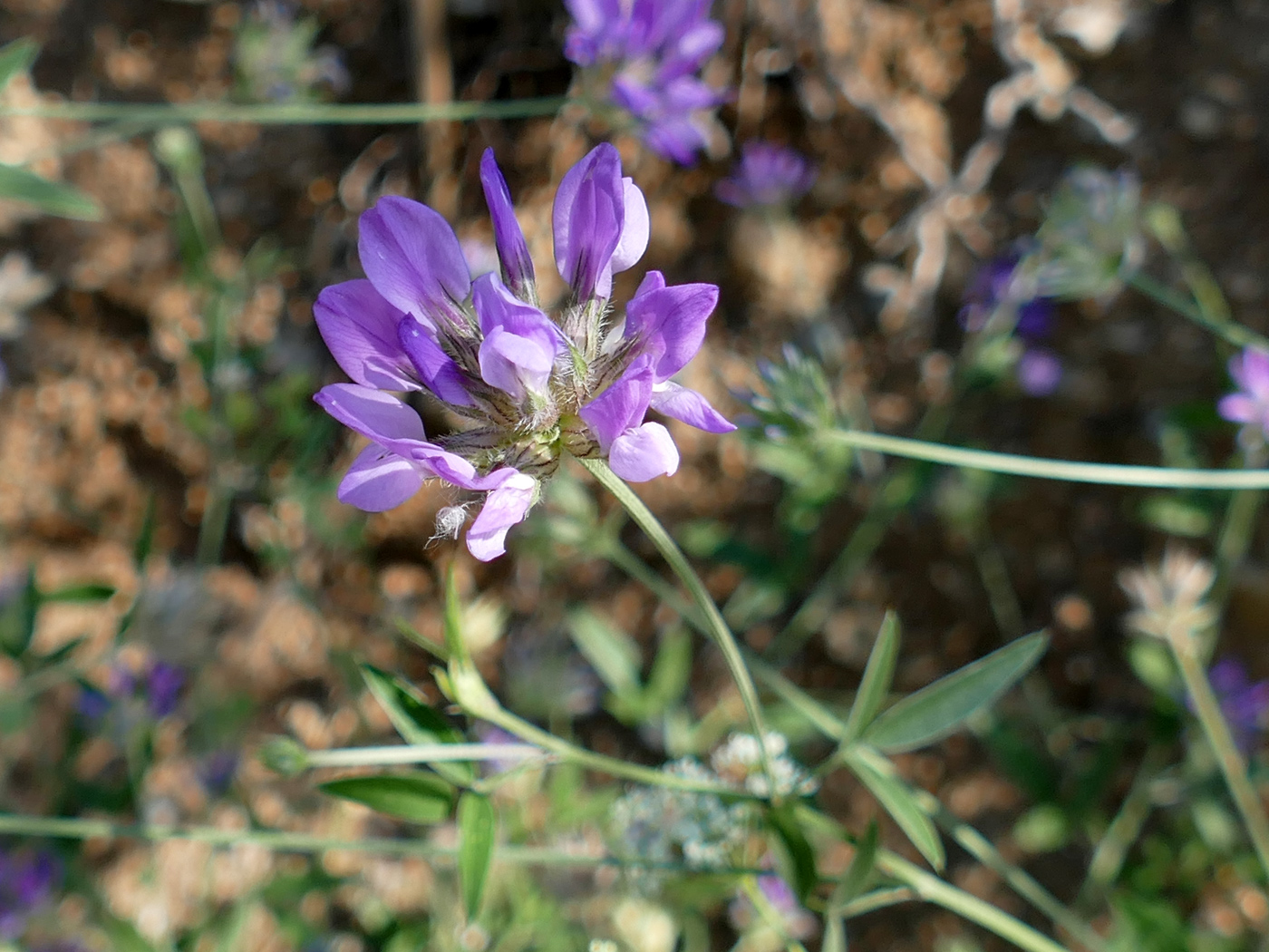 Image of Psoralea bituminosa ssp. pontica specimen.