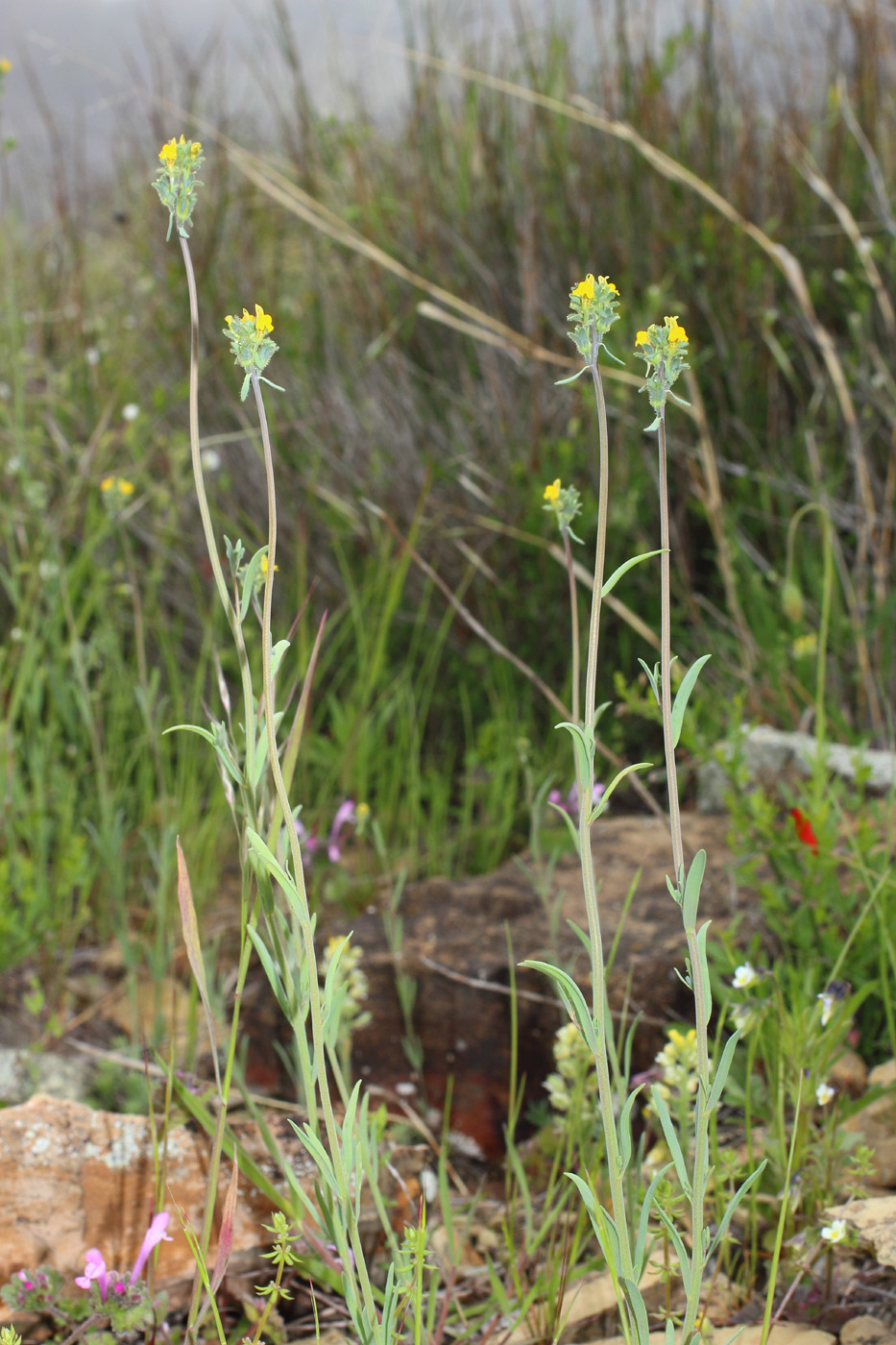 Изображение особи Linaria simplex.