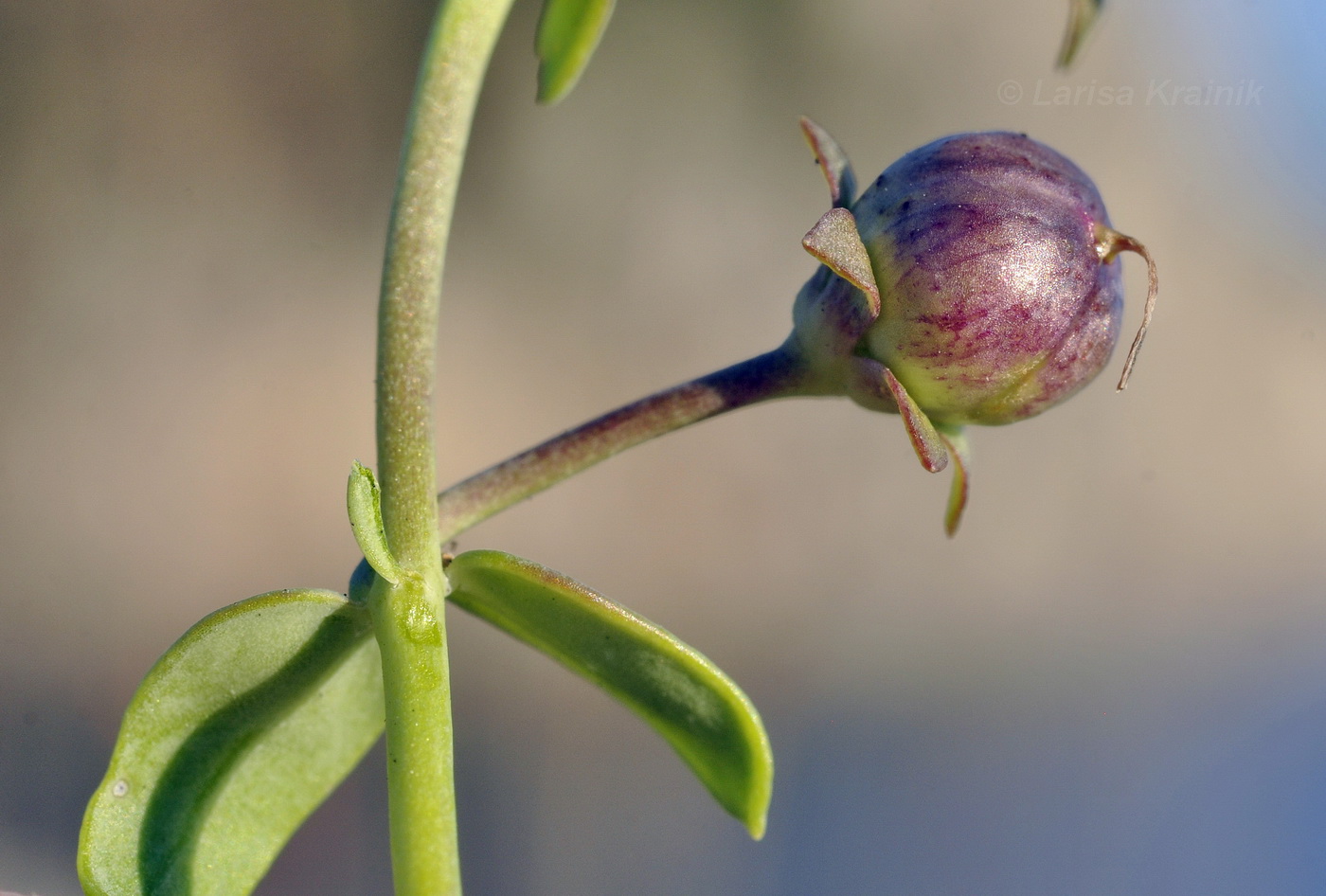 Image of Linaria japonica specimen.