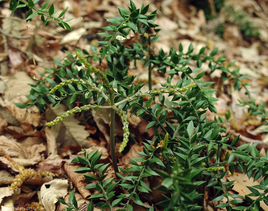 Изображение особи Ruscus hyrcanus.