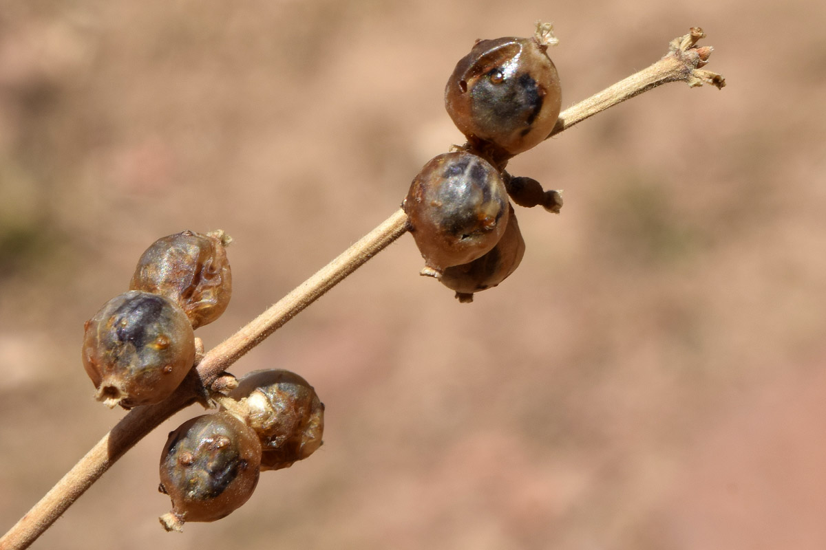 Image of Lonicera nummulariifolia specimen.