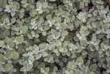 Helichrysum petiolare. Верхушки побегов ('Silver'). Москва, БС МГУ, цветник. 01.09.2021.