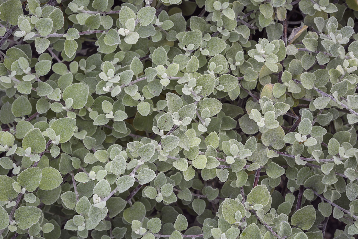 Image of Helichrysum petiolare specimen.