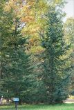 Larix kaempferi. Деревья с шишками. Санкт-Петербург, Курортный р-н, г. Сестрорецк, парк \"Дубки\". 27.09.2020.