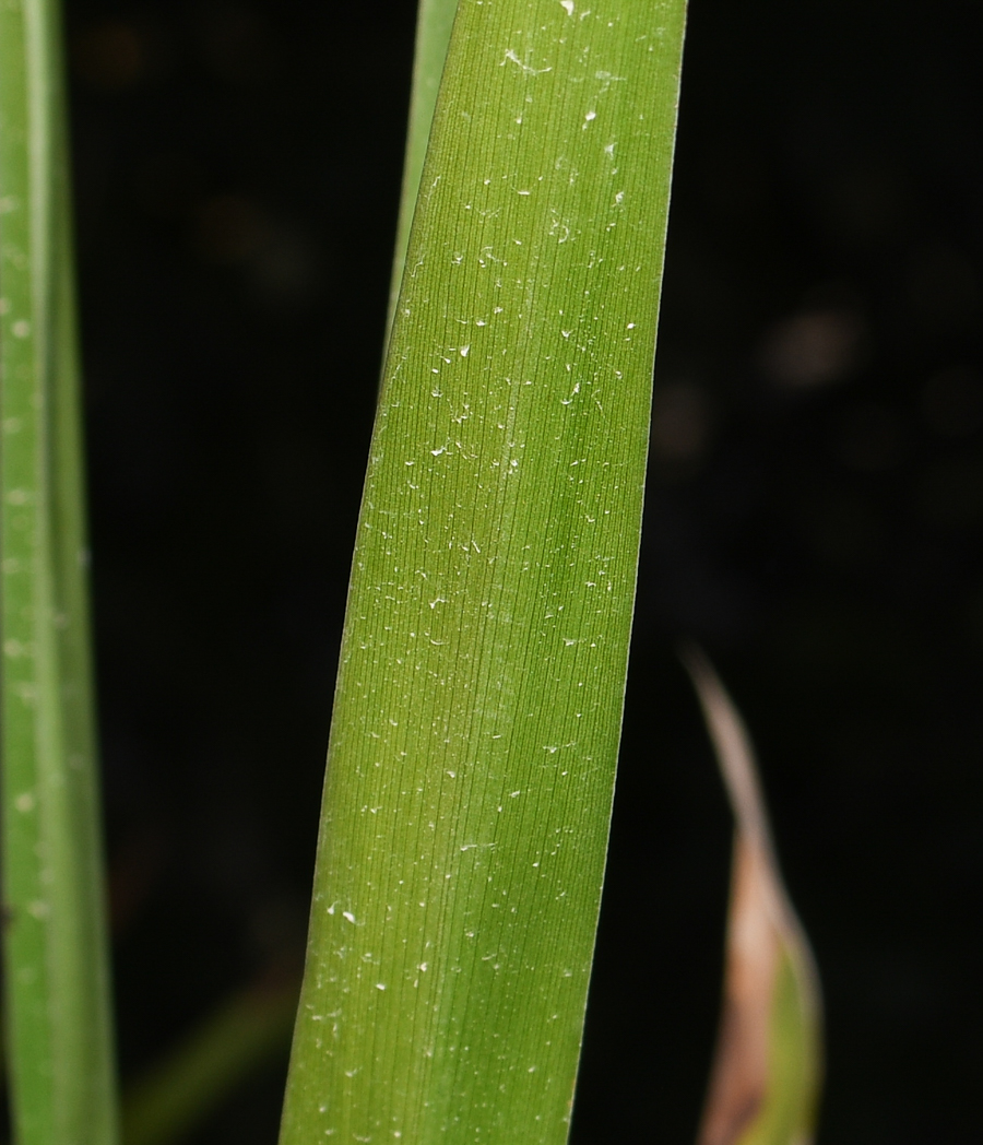 Изображение особи Cordyline stricta.