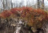 класс Bryopsida. Спороносящие растения. Московская обл., Одинцовский р-н, окр. г. Кубинка, на вывернутом корневище упавшего дерева. 30.04.2020.