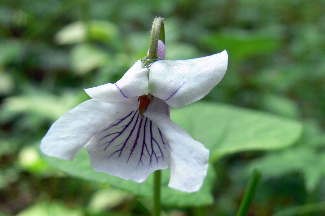 Изображение особи Viola epipsila.