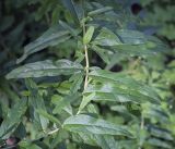 Buddleja alternifolia