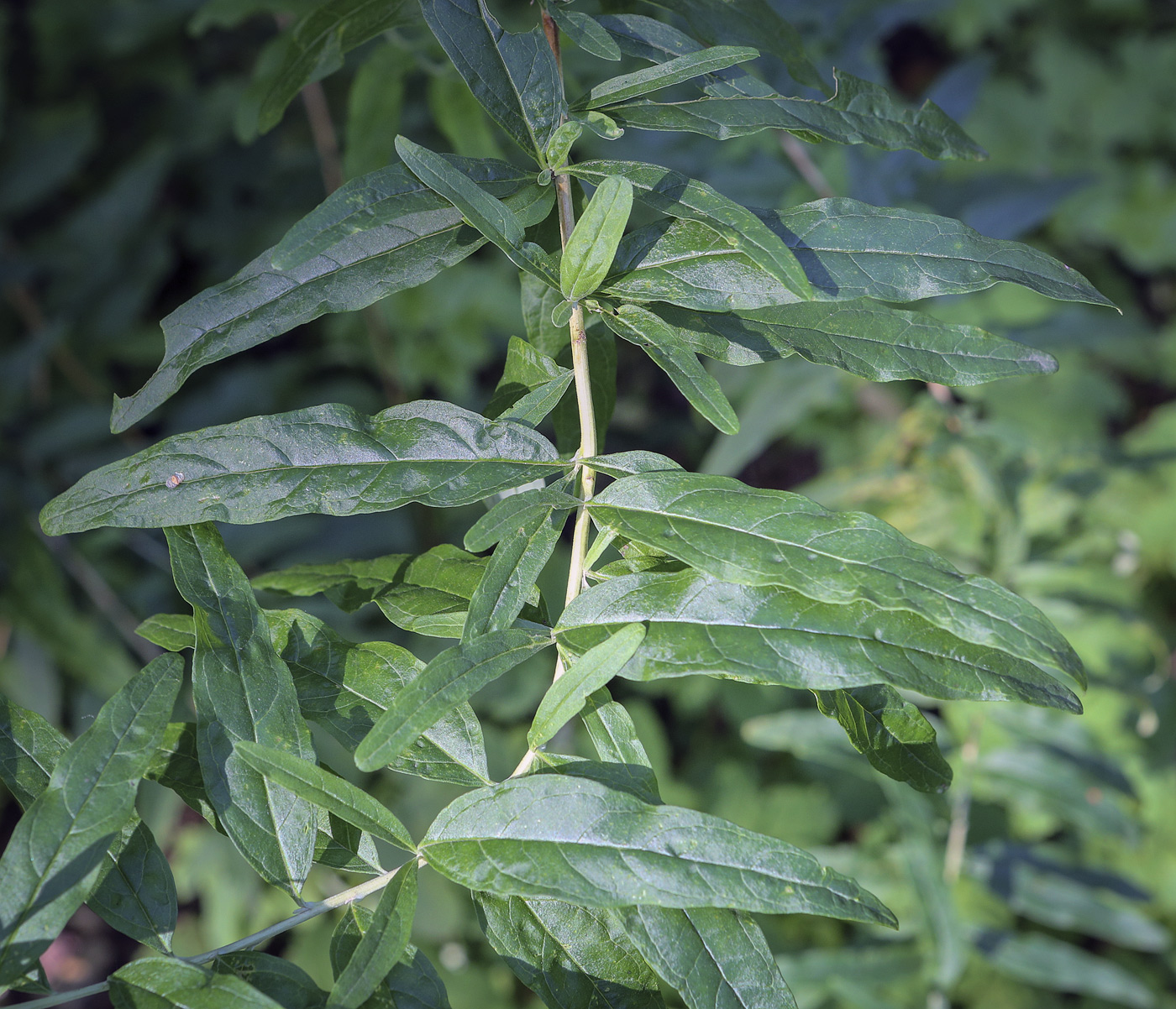 Image of Buddleja alternifolia specimen.