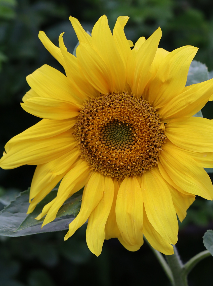 Изображение особи Helianthus annuus.