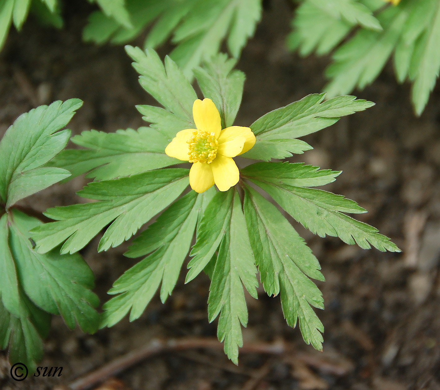 Image of Anemone ranunculoides specimen.