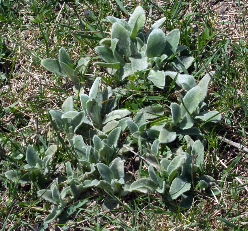 Image of class Magnoliopsida specimen.