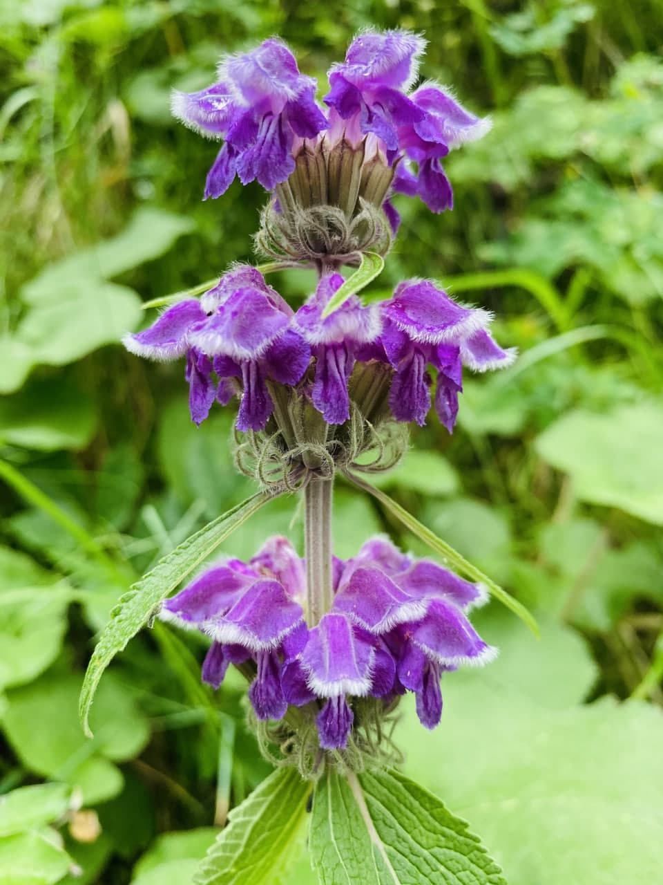 Image of Phlomoides oreophila specimen.