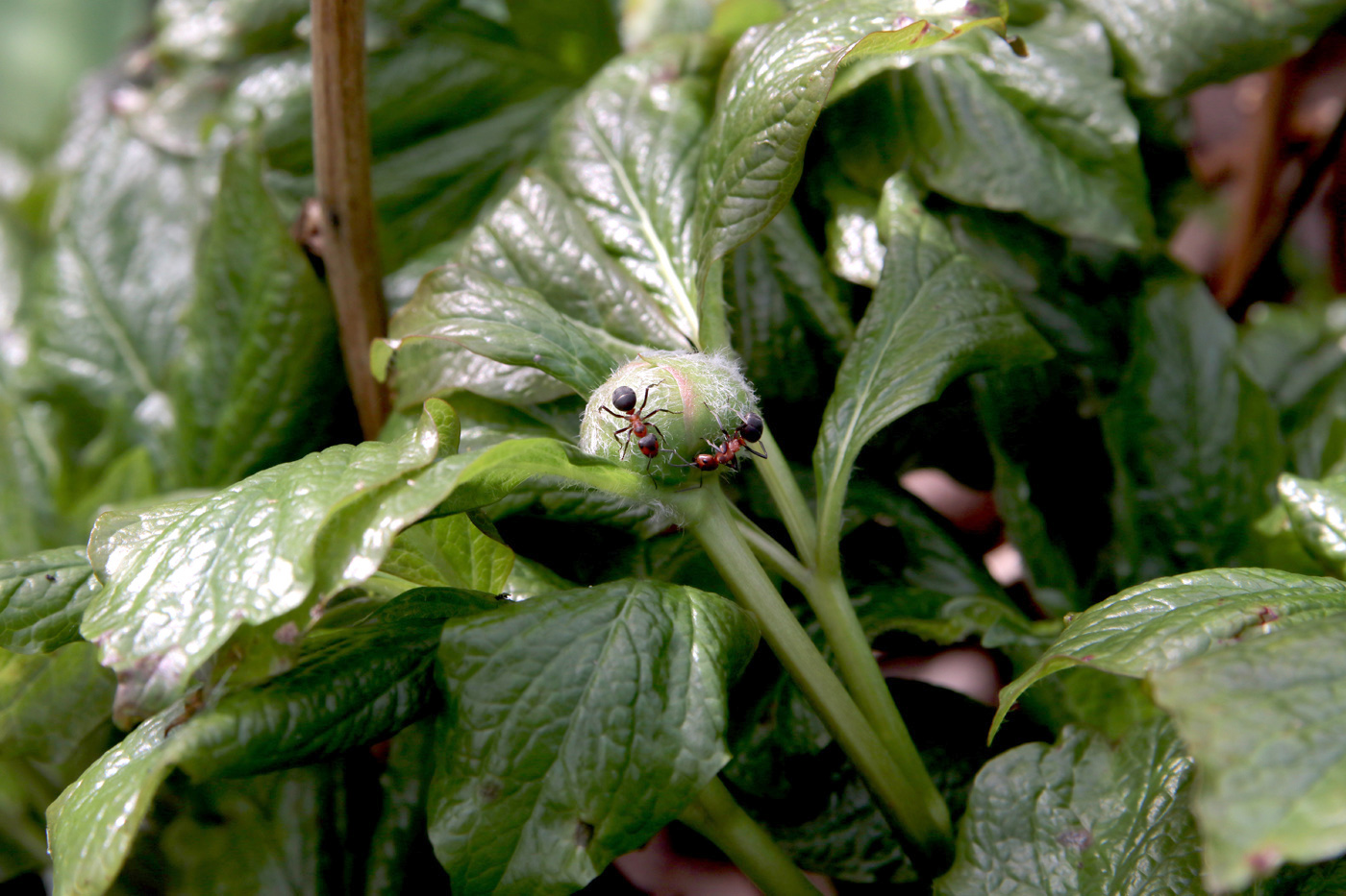 Изображение особи Paeonia wittmanniana.