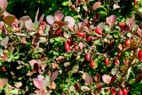 Berberis thunbergii