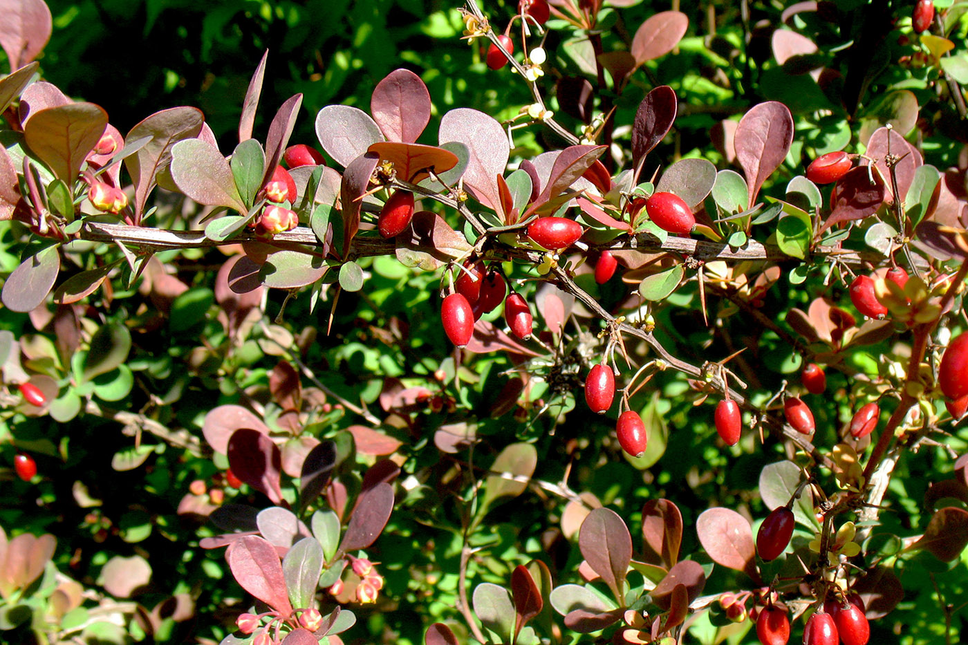 Изображение особи Berberis thunbergii.