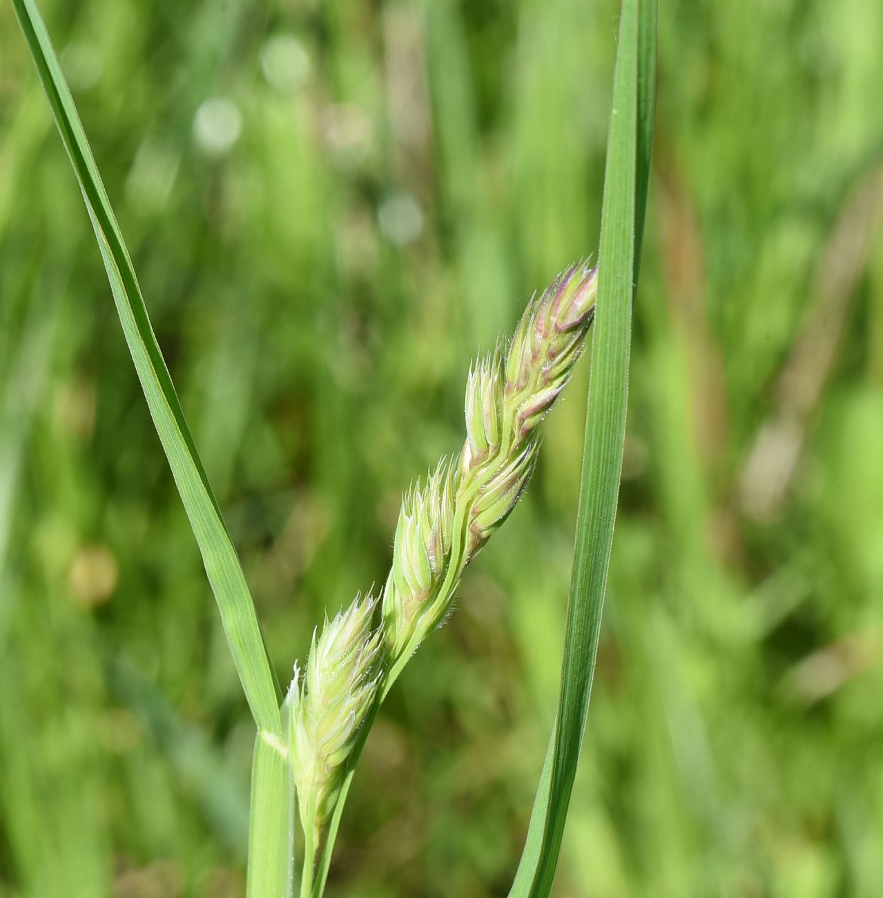 Image of Dactylis glomerata specimen.