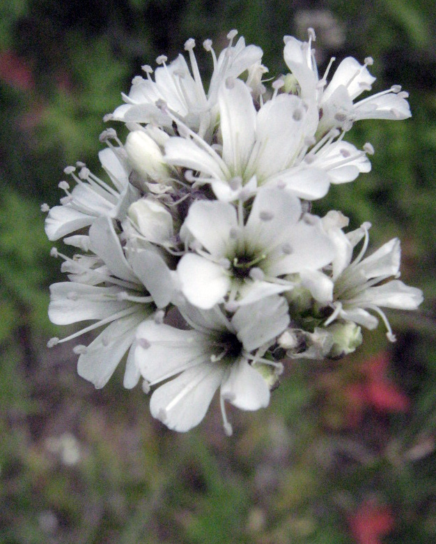 Изображение особи Gypsophila cephalotes.