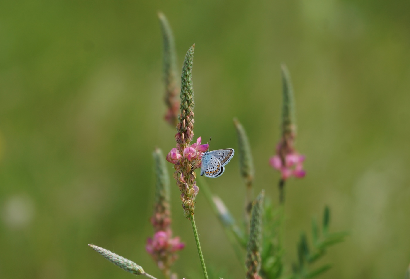 Изображение особи Onobrychis arenaria.