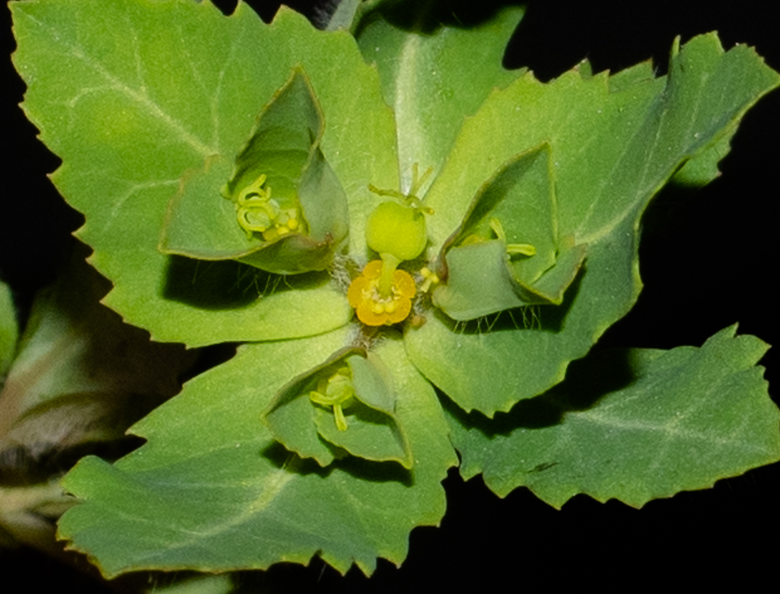 Image of Euphorbia oxyodonta specimen.