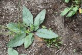 Verbascum