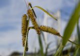 Carex pseudocyperus. Часть побега с соплодиями. Марий Эл, Йошкар-Ола, берег р. Малая Кокшага. 06.08.2021.