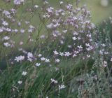 Gypsophila patrinii. Соцветия. Алтай, Улаганское плато, перевал Кату-Ярык (выс. около 1200 м н.у.м.). 26.07.2010.