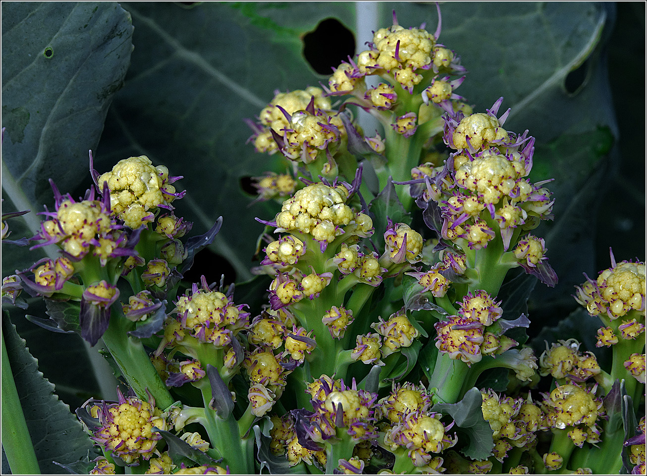 Image of Brassica oleracea var. botrytis specimen.