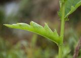 Cirsium kamtschaticum. Лист в верхней части генеративного побега. Камчатский край, Елизовский р-н, природный парк \"Вулканы Камчатки\", кордон Центральный, ур. Медвежья тундра, луг на берегу реки Горячая. 21.08.2022.