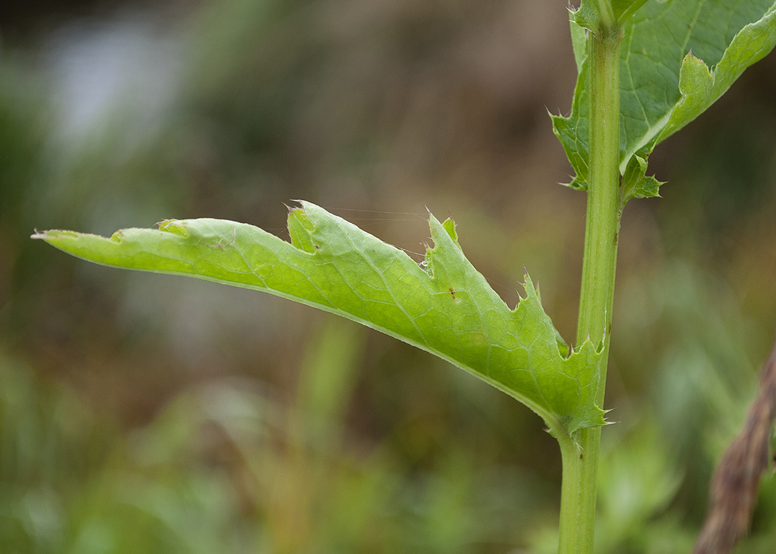 Image of Cirsium kamtschaticum specimen.