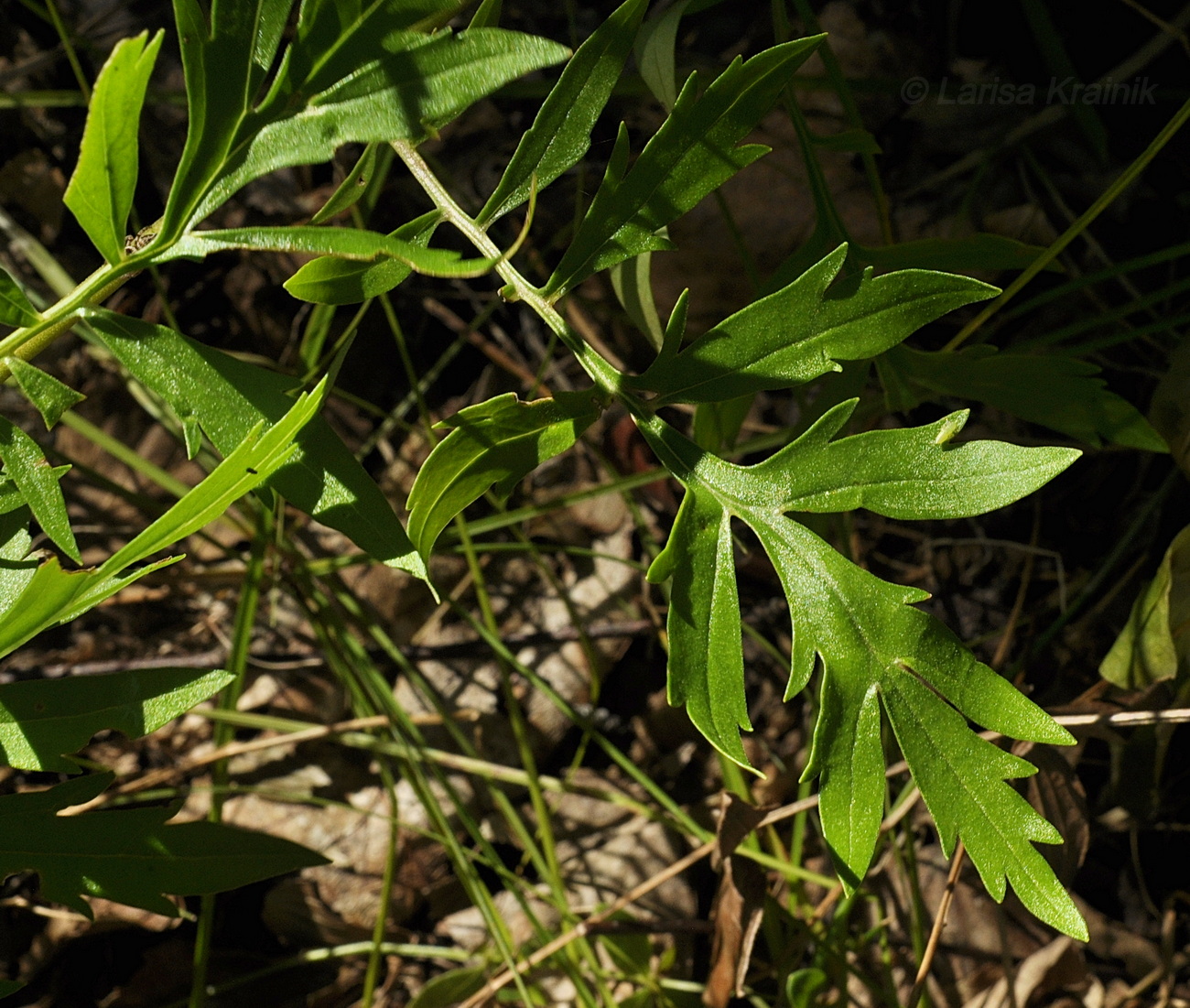 Изображение особи Patrinia rupestris.