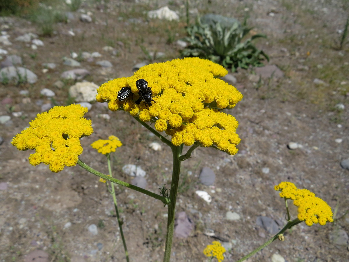 Image of Handelia trichophylla specimen.