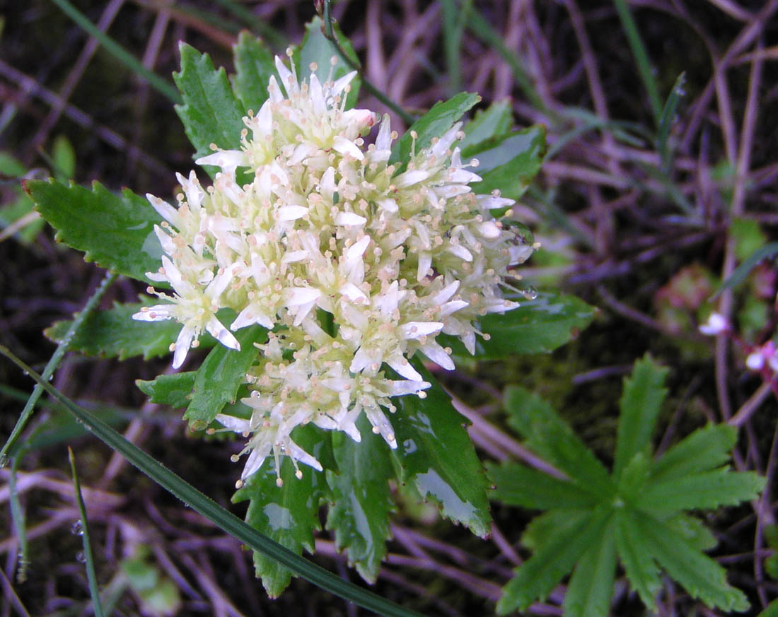 Image of Rhodiola stephanii specimen.